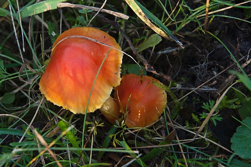 TAOU-20141121_IGP6550-bittere wasplaat.jpg